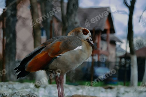 Preview: Vibrant Egyptian goose perched atop a pile of grey rocks, looking out into the distance