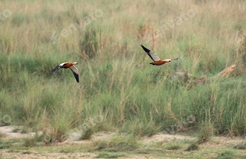 Preview: Pair of ruddy shelduck birds soaring above lush greenery in a field