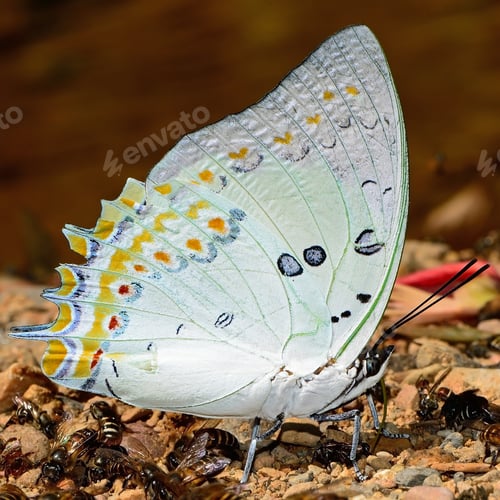 Preview: Jewelled Nawab butterfly