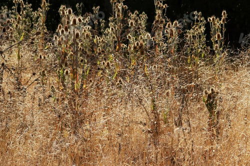 Preview: Yellow thistles in the fall