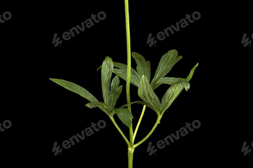 Preview: Green leaf of flowers anemones, isolated on black background