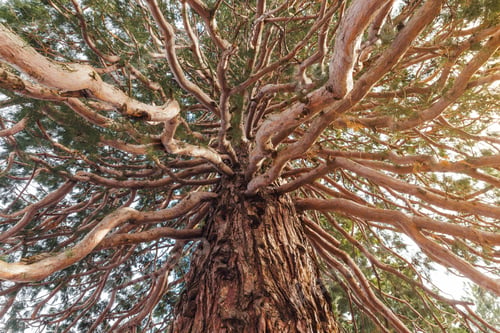 Preview: Bottom view on giant Sequoia tree or Sequoiadendron giganteum with many branches.
