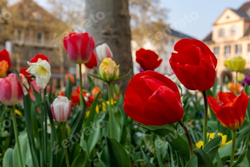 Preview: Closeup of colorful tulips in an urban park