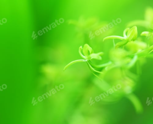 Preview: Green small plant