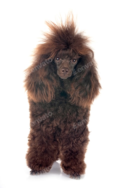 Preview: poodle in studio