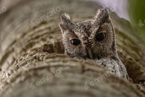 Preview: Eastern Screech Owl