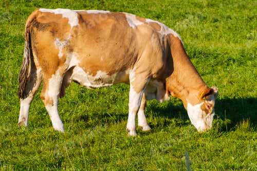 Preview: Cows graze on a summer green field and eat grass