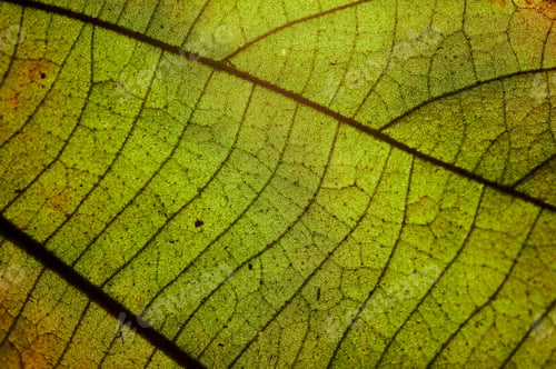 Preview: Background of a close-up view of leaf