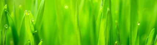 Preview: Microgreens Growing Panoramic Dew on Wheatgrass Blades