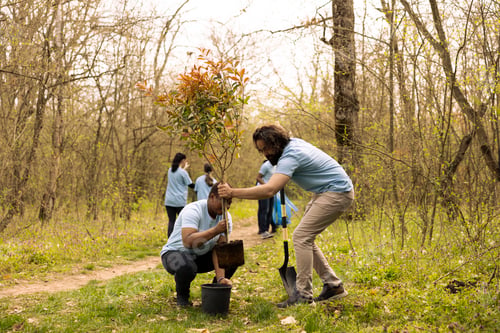 Preview: Team of environment volunteers digging holes and planting small trees