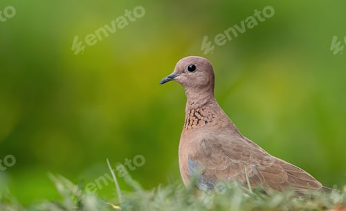 Preview: Laughing dove perched atop a patch of grass in a wide-open field