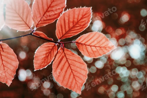Preview: Close up of red tree leaves against forest. Beautiful autumn forest background