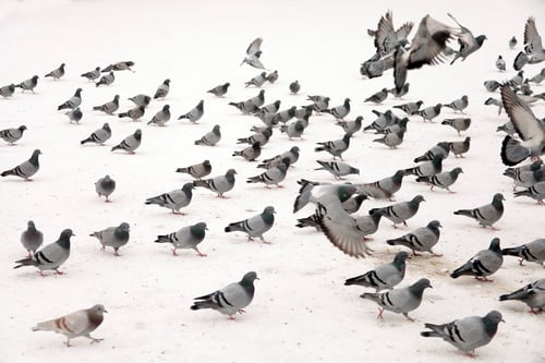 Preview: Pigeon in park on snow