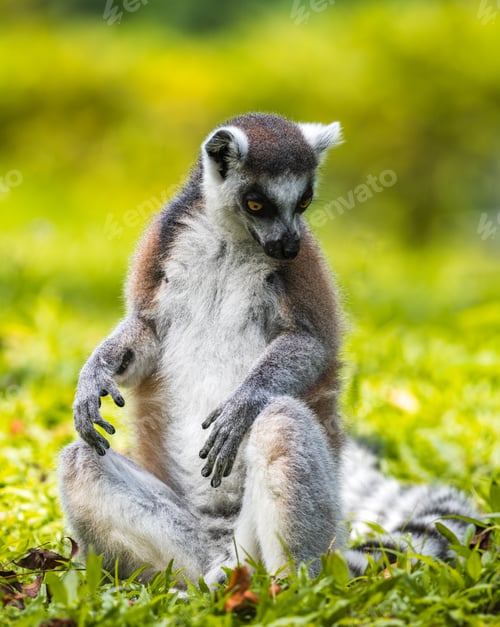 Preview: Ring-tailed lemur sitting on lush green grass portrait photograph. black and white ringed tail,