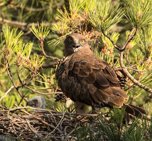 Preview: Eagle near newborn bird in nest