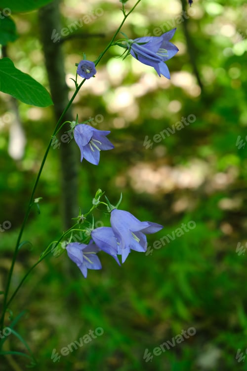 Preview: Campanula in Carpathian Forest