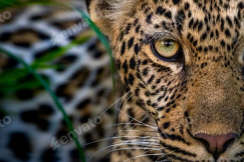 Preview: Leopard, Panthera pardus, close-up portrait of face.