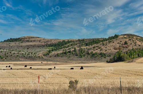 Preview: Beautiful view of a mountainous landscape with a lot of trees