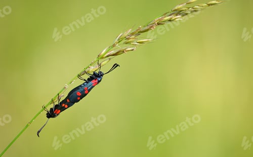 Preview: Closeup of mating butterly sitting on flower in an Italian meadow