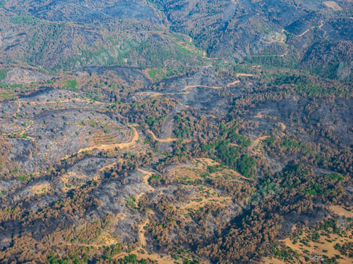 Preview: Aerial view of forest trees regrowing after forest fire. Turkey, izmir