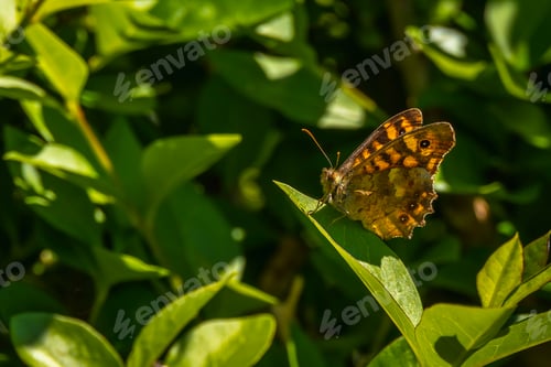 Preview: A yellow butterfly on the coast of Mount Igueldo, Guipuzcoa, Basque Country