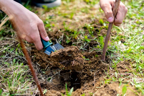 Preview: close up gardener plant grapes branch in the soil b