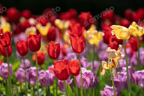 Preview: Tulips in Spring