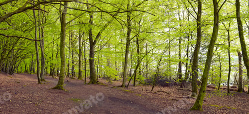 Preview: Trees and forests of all types and seasons