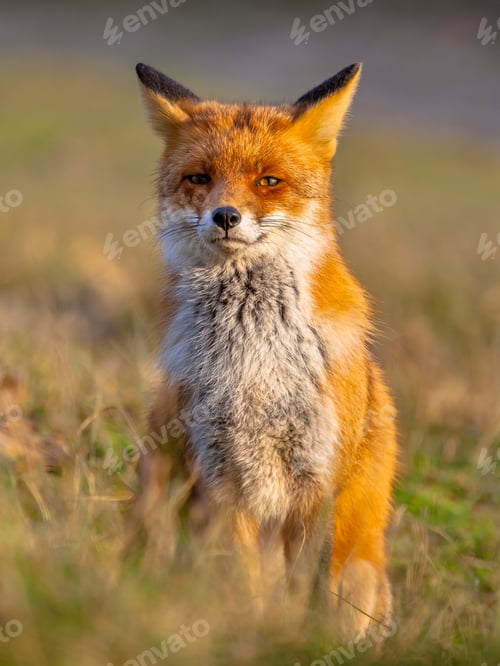 Preview: Red fox sitting upright