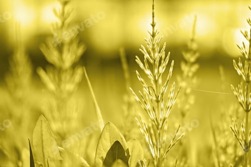 Preview: field of grass colored in yellow. sunny natural background in shining yellow shade.