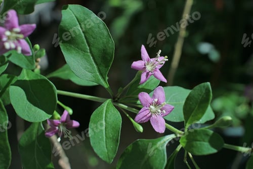 Preview: Goji berry flowers in bloom.