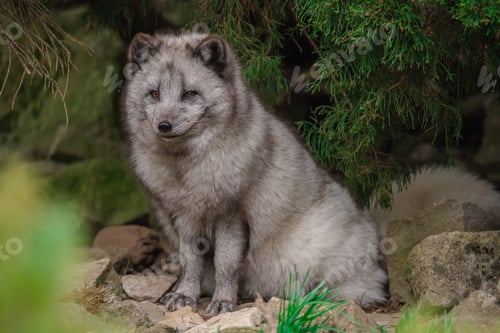 Preview: a grey fox sitting on a rock by some green plants