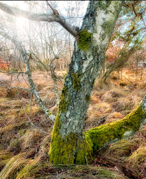 Preview: Autumn trees in the forestt. Autumn forest.