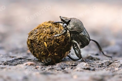 Preview: Dung beetle struggling