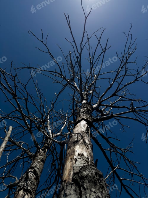 Preview: Photographic documentation of tree skeleton towards blue sky