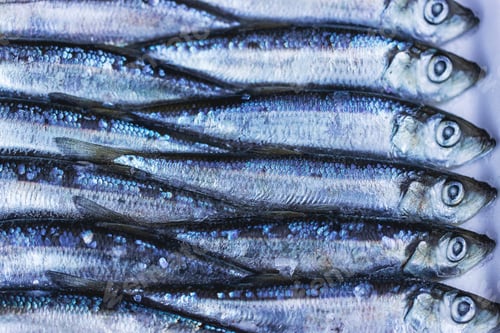 Preview: Herring bait fish frozen together used to catch salmon and other seafood