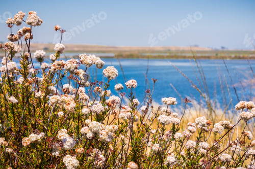 Preview: California Buckwheat (Eriogonum fasciculatum) wildflowers, San Francisco bay area, California