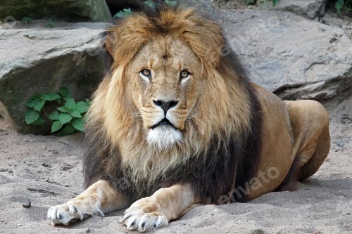 Preview: lion, wilderness, leo