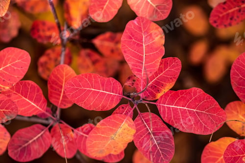 Preview: colorful autumn leaves