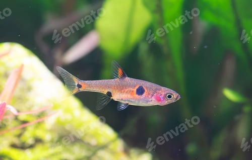 Preview: Boraras maculatus in aquarium