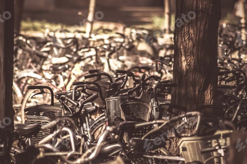 Preview: Lots of old retro bicycles parked in the shadow of the trees