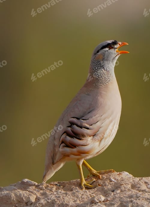 Preview: Close-Up of a Quail Singing: Showcasing the Vibrant Colors and Patterns