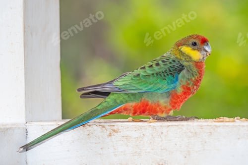 Preview: Western Rosella Feeding