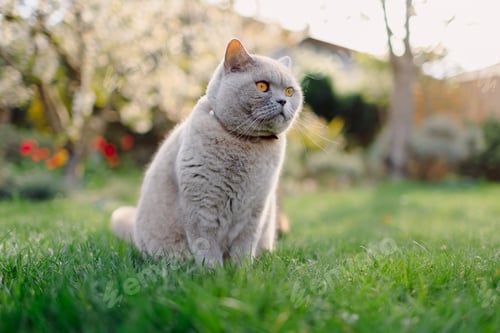 Preview: Scottish straight cat portrait outdoor. Serious cute cat