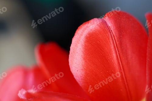 Preview: red open tulip. Flower pattern background. tulip petals macro