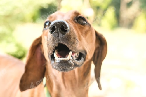 Preview: Close-up portrait of an adult ginger dachshund