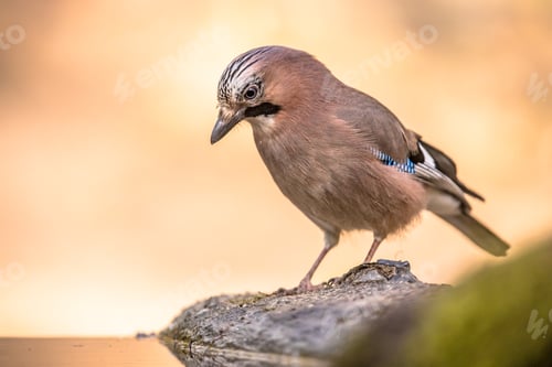 Preview: Curious Eurasian Jay on bright background