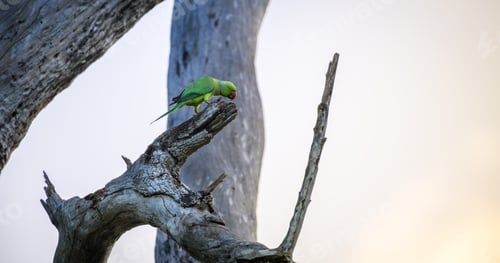 Preview: Parrot bird lit up by the beautiful soft evening natural light,