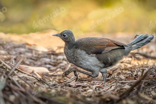 Preview: Selective focus of Superb Lyrebird