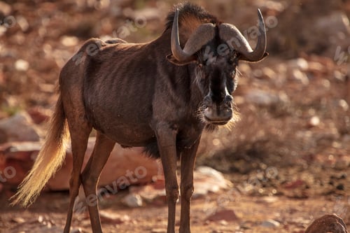 Preview: A lone wildebeest stands in the warm glow of the savannah sun.